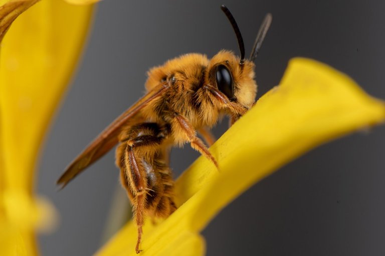 A California photographer is on a quest to photograph hundreds of native bees | iNFOnews.ca