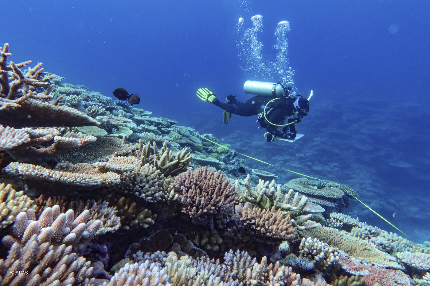 Great Barrier Reef records largest annual coral loss in 39 years | iNFOnews.ca