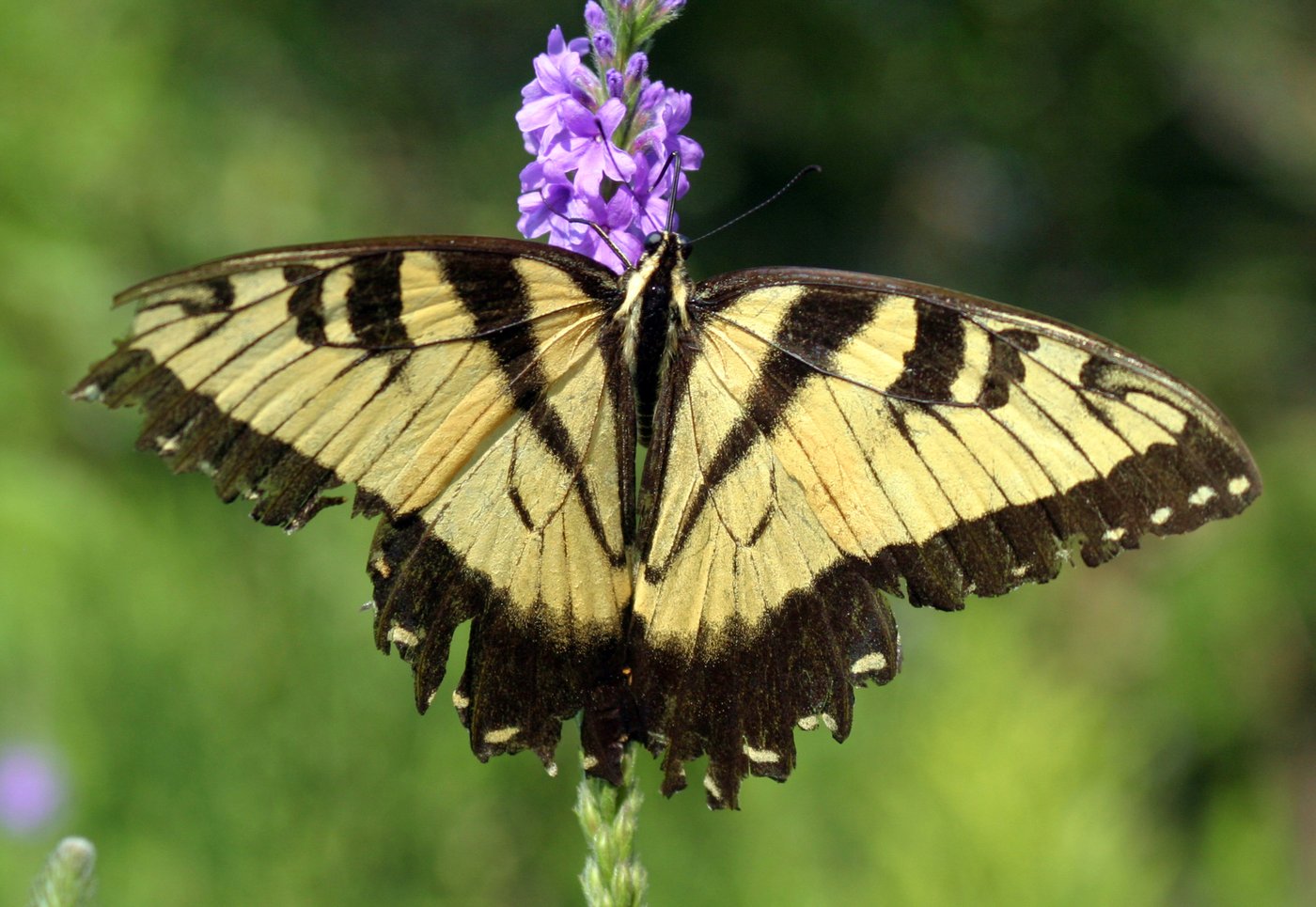 Give caterpillars a 'soft landing' under your trees. The ecosystem will thank you | iNFOnews.ca