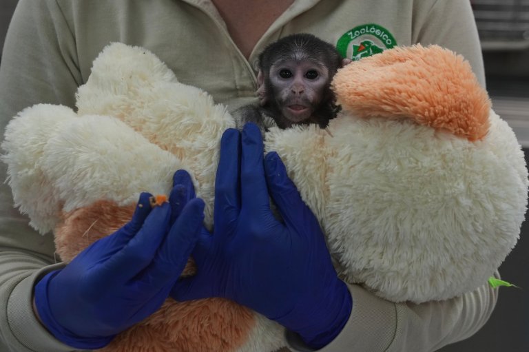 Meet Yuji, the Mexican baby monkey finding comfort in a plush companion | iNFOnews.ca
