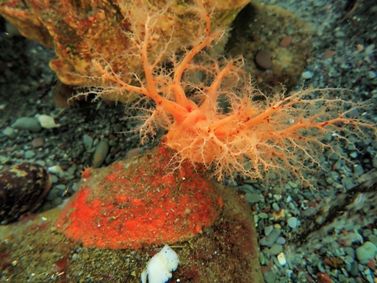 These sea cucumbers seem to have 'zombie' flesh that doesn't die when lopped off | iNFOnews.ca