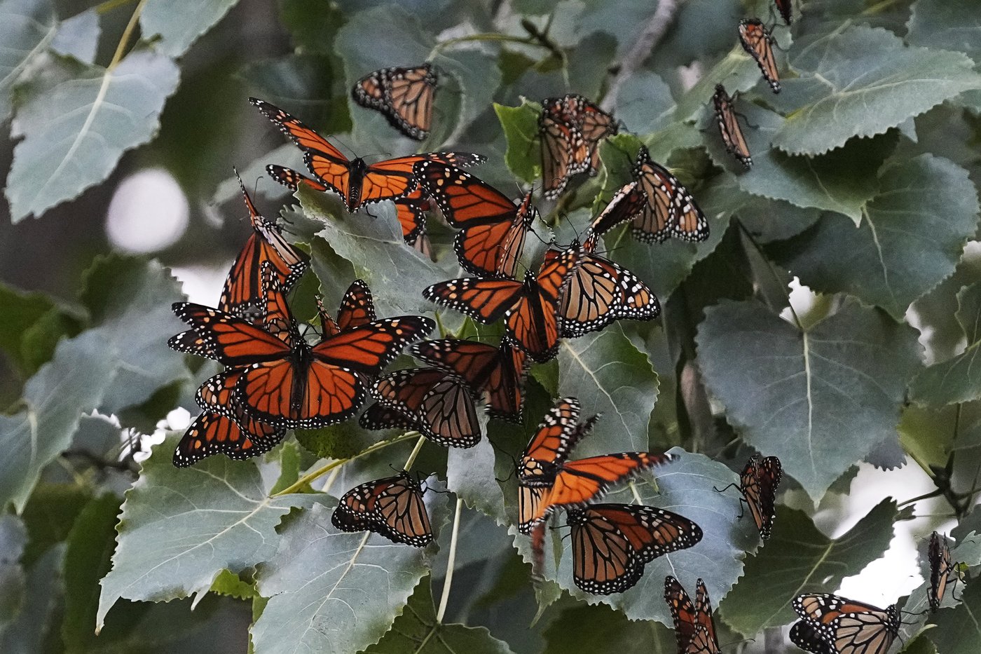 Dramatic drop in monarch butterfly count nears record 30-year low | iNFOnews.ca Dramatic drop in monarch butterfly count nears record 30-year low | iNFOnews.ca