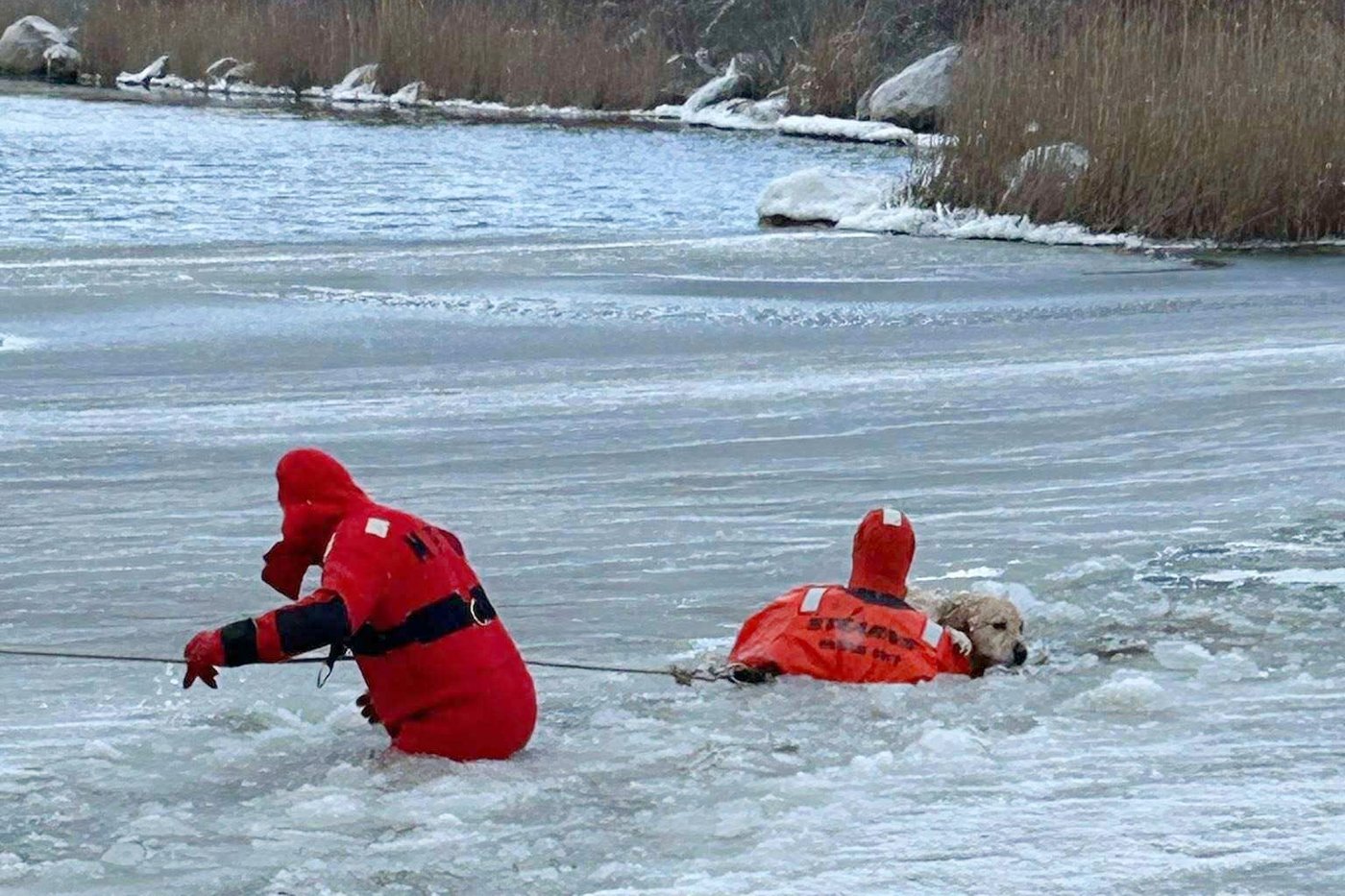 Rhode Island firefighters rescue a yellow Lab from an icy pond on New Year's Day | iNFOnews.ca