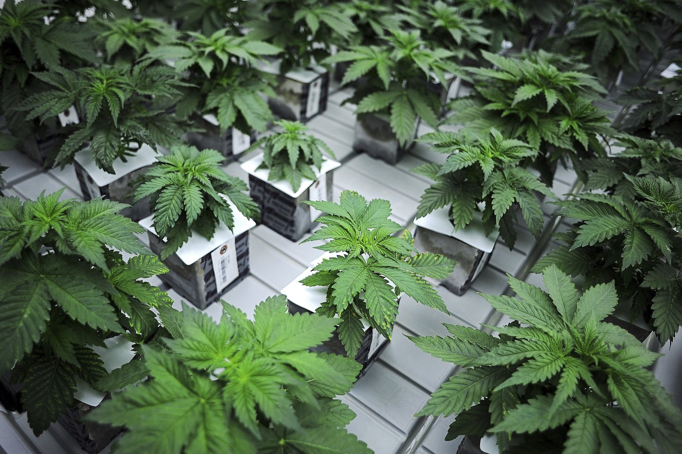 South Dakota is deciding whether to protect abortion rights and legalize recreational marijuana | iNFOnews.ca South Dakota is deciding whether to protect abortion rights and legalize recreational marijuana | iNFOnews.ca