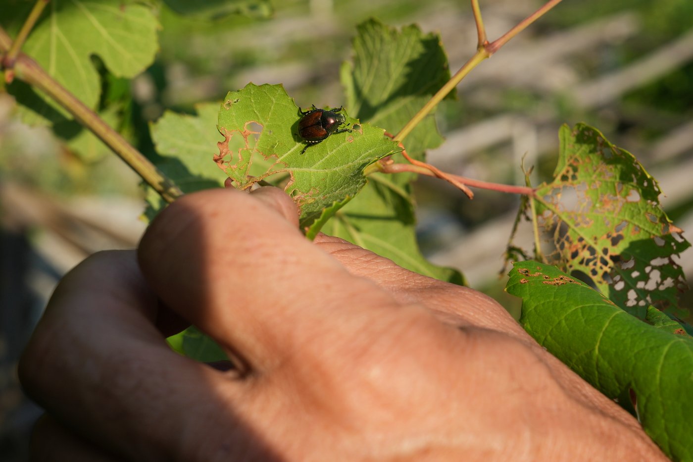 Japanese beetle advances through northern Italy's vineyards and orchards, frustrating farmers | iNFOnews.ca