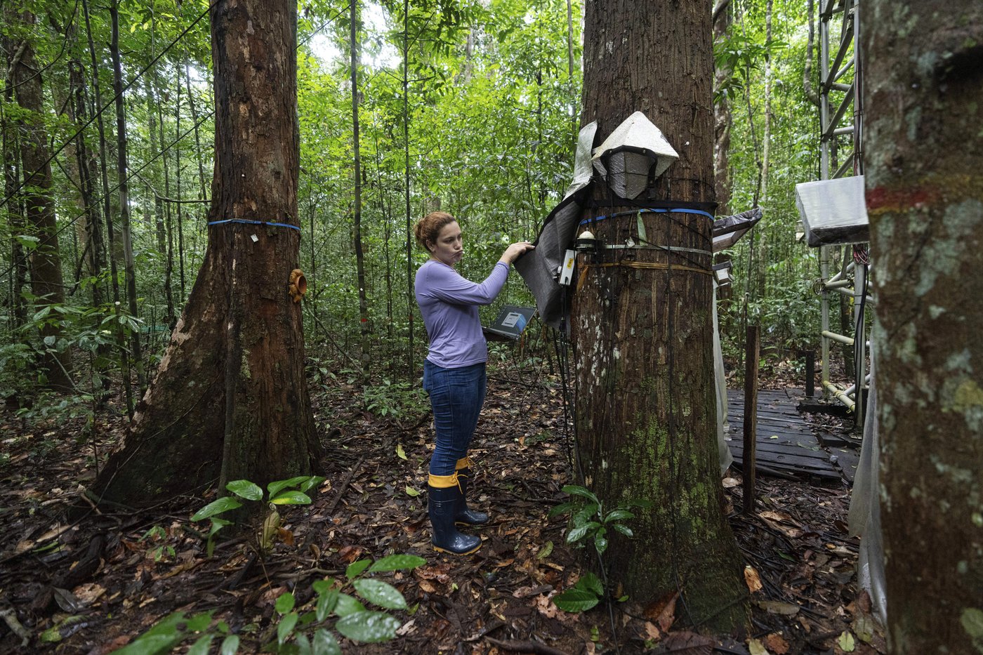 What would happen if the Amazon rainforest dried out? This decades-long experiment has some answers | iNFOnews.ca