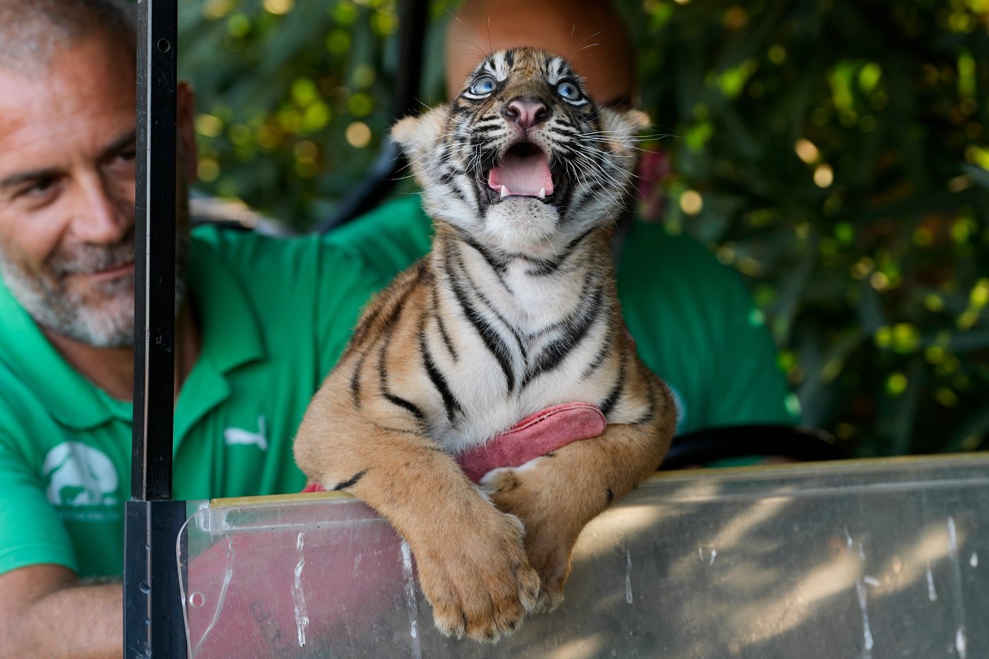 World's most endangered tigers born in Greece as zoos build a safety net | iNFOnews.ca