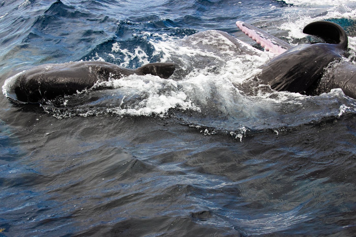 Scientists captured female sperm whales on video working together during a birth to protect the calf | iNFOnews.ca Scientists captured female sperm whales on video working together during a birth to protect the calf | iNFOnews.ca