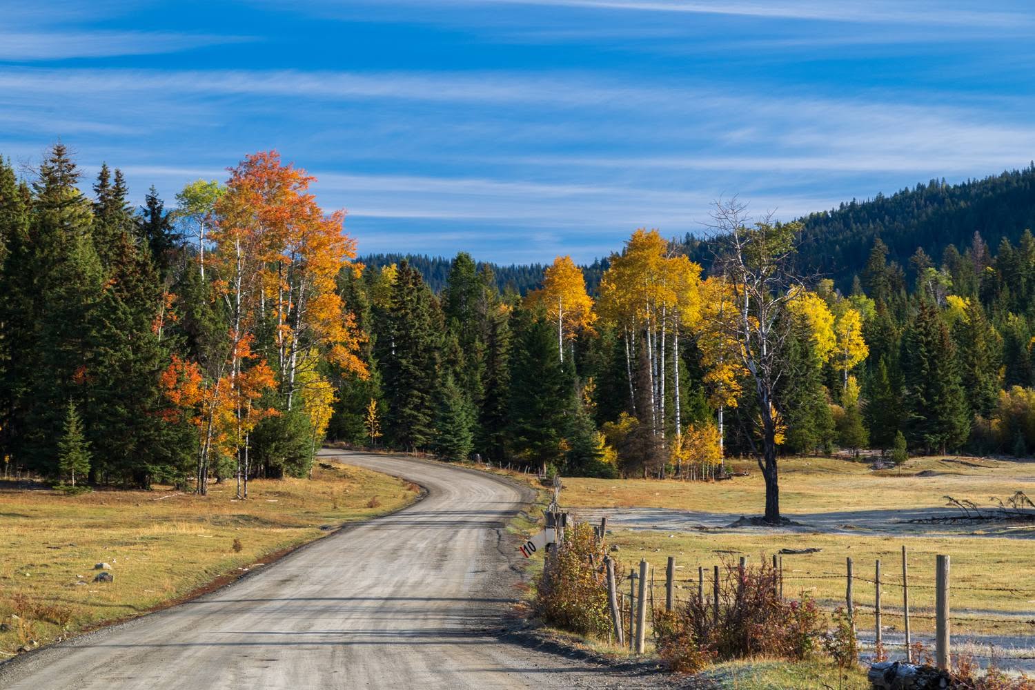 A dirt road disappears into the forest.