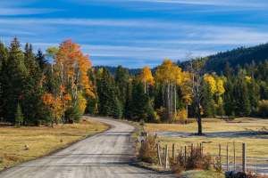 A dirt road disappears into the forest.