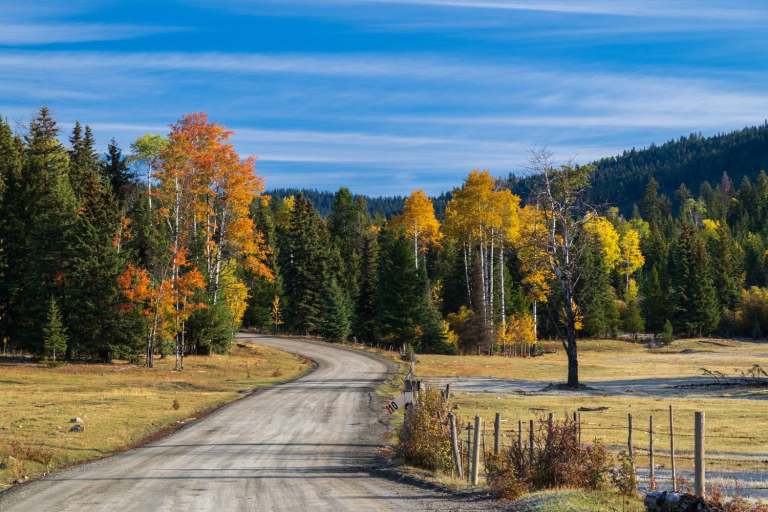 A dirt road disappears into the forest.