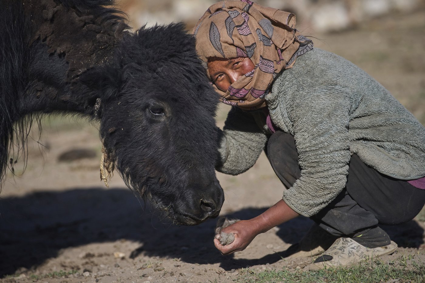 High in India’s Himalayan mountains, yak herders struggle to survive a warming world | iNFOnews.ca