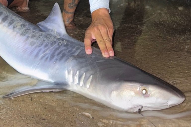 Tiger shark caught off Massachusetts could be sign of warming waters | iNFOnews.ca