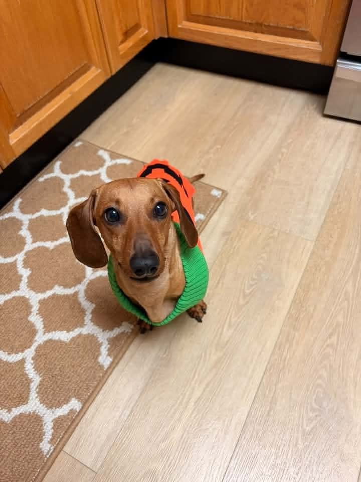 iN PHOTOS: Four-legged friends ready for Halloween in Thompson-Okanagan | iNFOnews.ca iN PHOTOS: Four-legged friends ready for Halloween in Thompson-Okanagan | iNFOnews.ca