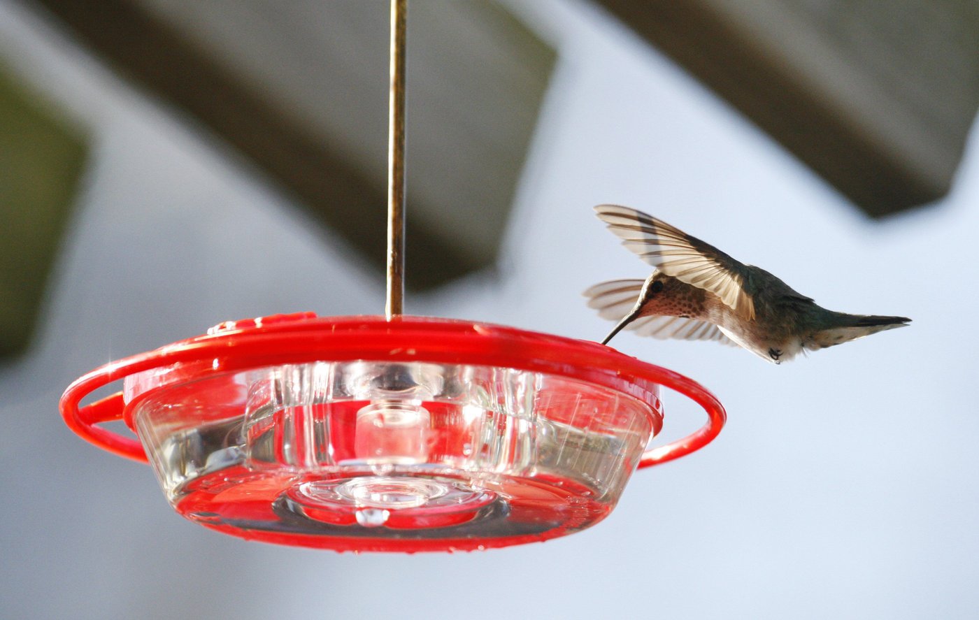 'Metabolic knife edge': Study offers insight into hummingbirds' hibernation-like rest | iNFOnews.ca