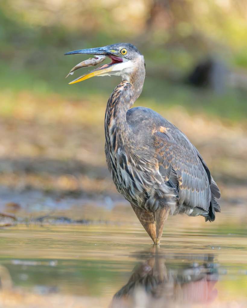iN PHOTOS: Eat or be eaten is nature's way in Thompson-Okanagan | iNFOnews.ca
