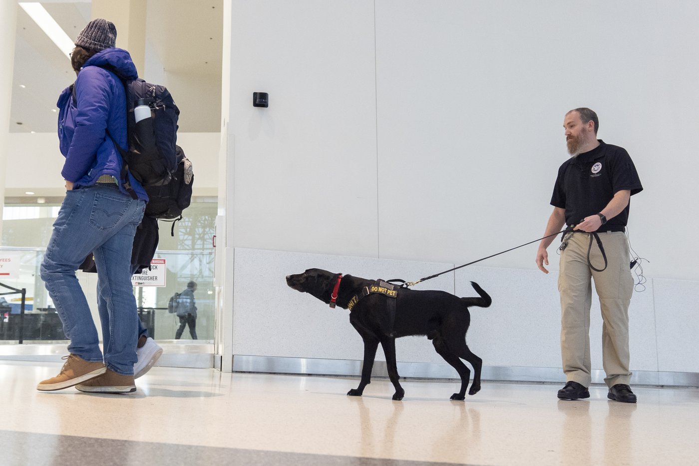 Argo the dog, a TSA calendar star, protects air travelers by sniffing out explosives | iNFOnews.ca