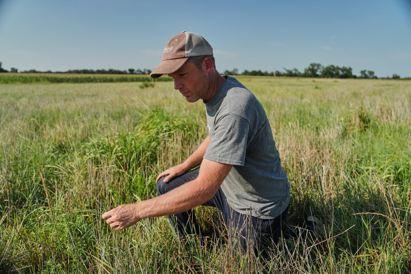 Farmers turn to perennial grains as one solution to extreme weather | iNFOnews.ca