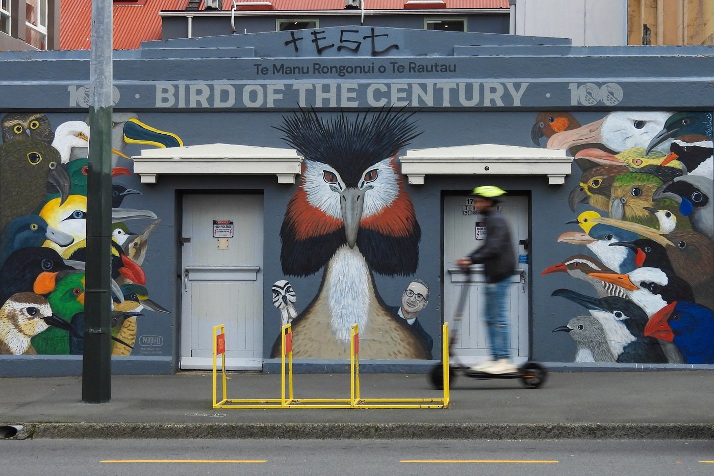 A raptor with no qualms about eating its opponents wins New Zealand's annual bird election | iNFOnews.ca