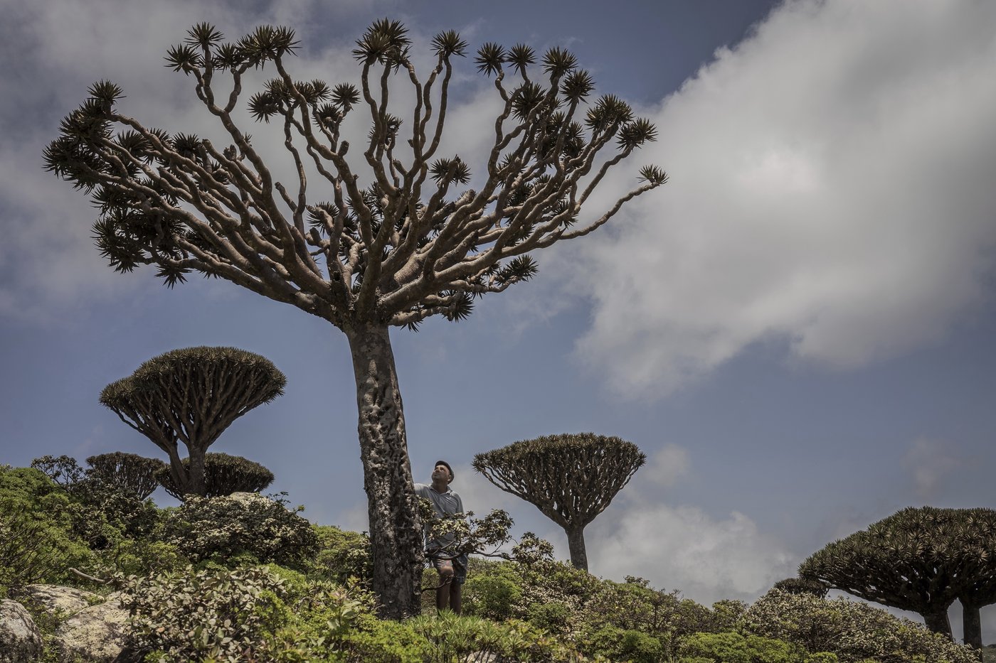 These surreal trees survived for centuries. Scientists worry for their future | iNFOnews.ca These surreal trees survived for centuries. Scientists worry for their future | iNFOnews.ca