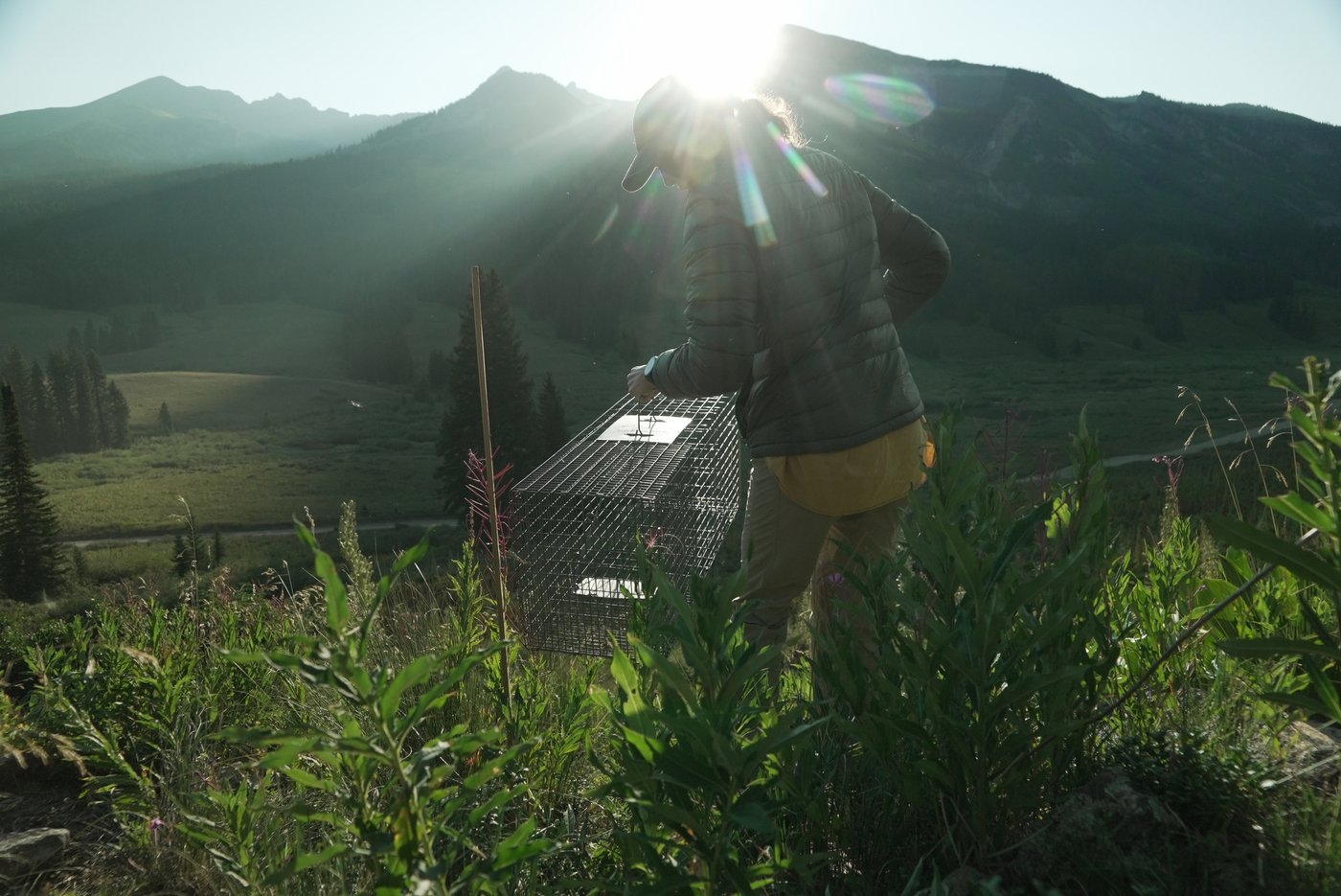 Move over bears. Fat Marmot Week puts a spotlight on the alpine rodents | iNFOnews.ca