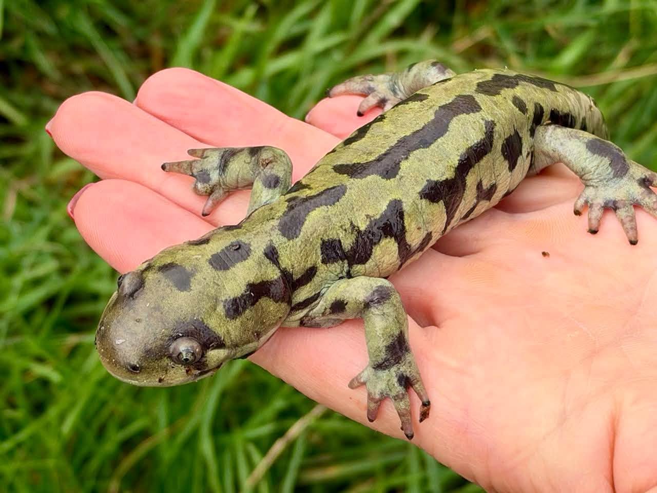 A western tiger salamander rests on the palm of a hand.