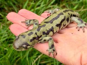 A western tiger salamander rests on the palm of a hand.