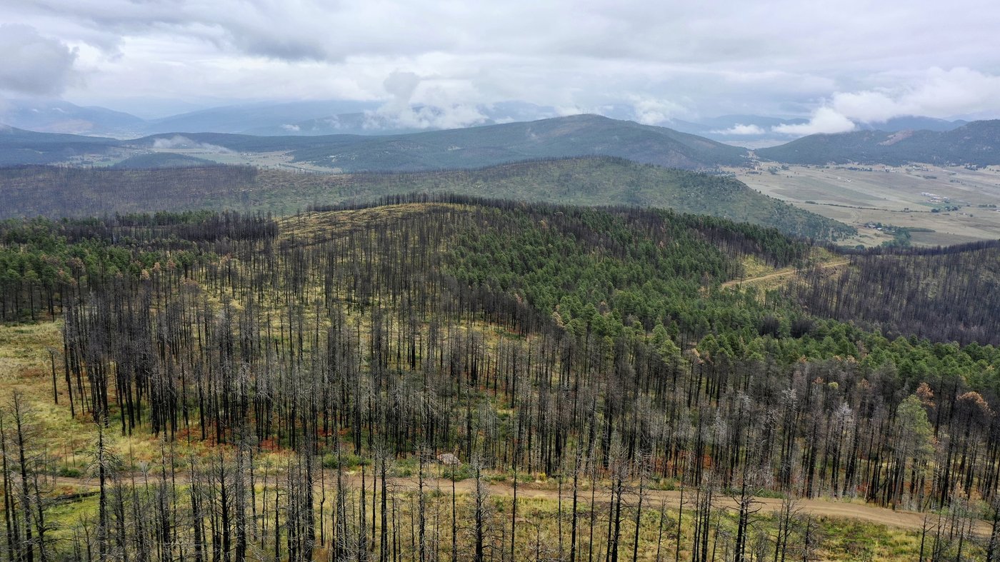Volunteers help seedlings take root as New Mexico attempts to recover from historic wildfire | iNFOnews.ca Volunteers help seedlings take root as New Mexico attempts to recover from historic wildfire | iNFOnews.ca
