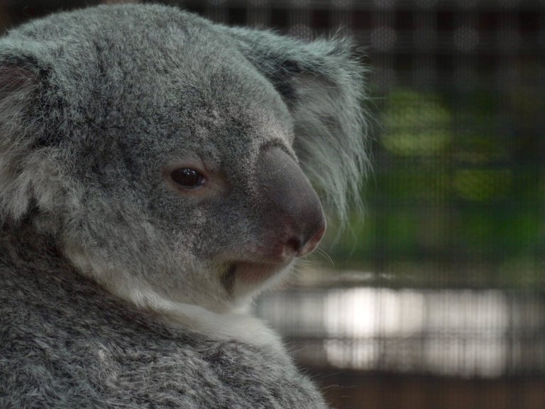 Meet the baby koala hiding in its mom’s pouch at a Florida zoo’s new Outback habitat | iNFOnews.ca