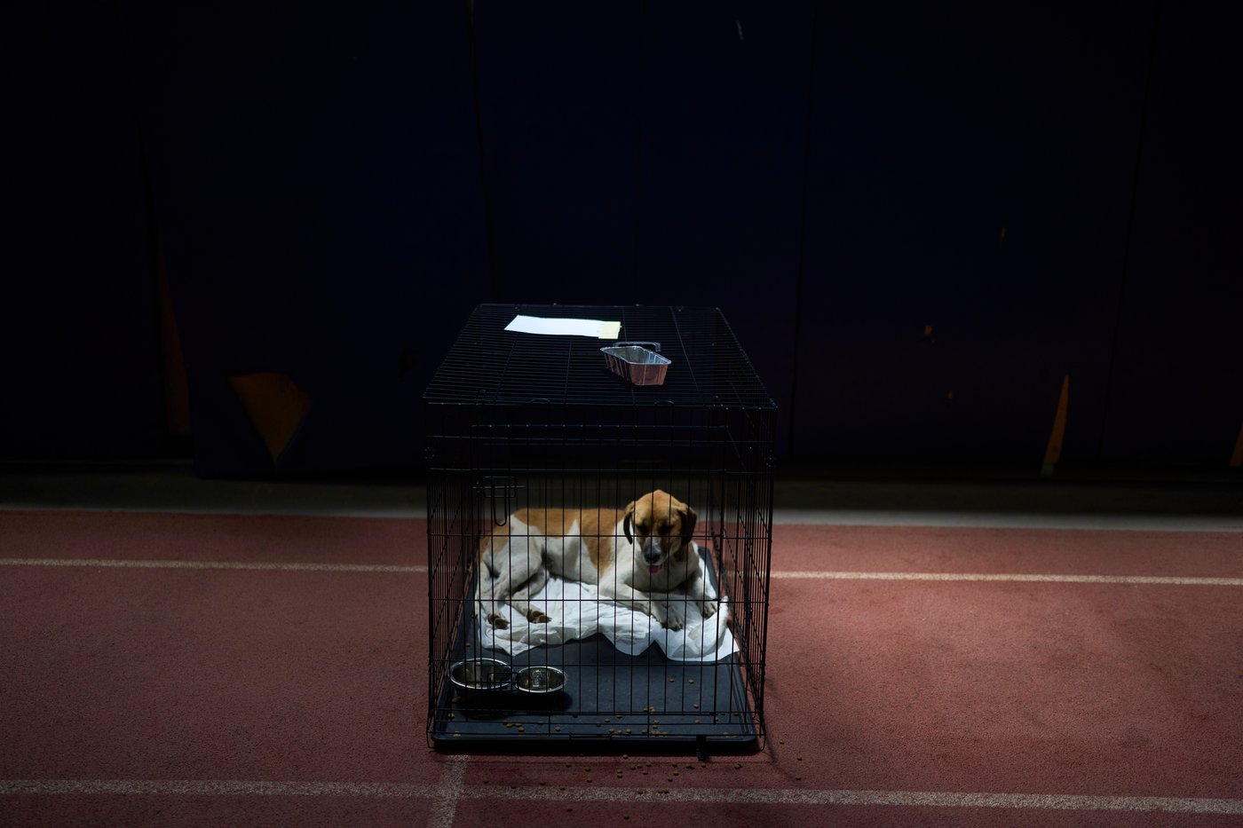 Wildfire near Athens leaves rescuers scrambling to reunite hundreds of animals | iNFOnews.ca