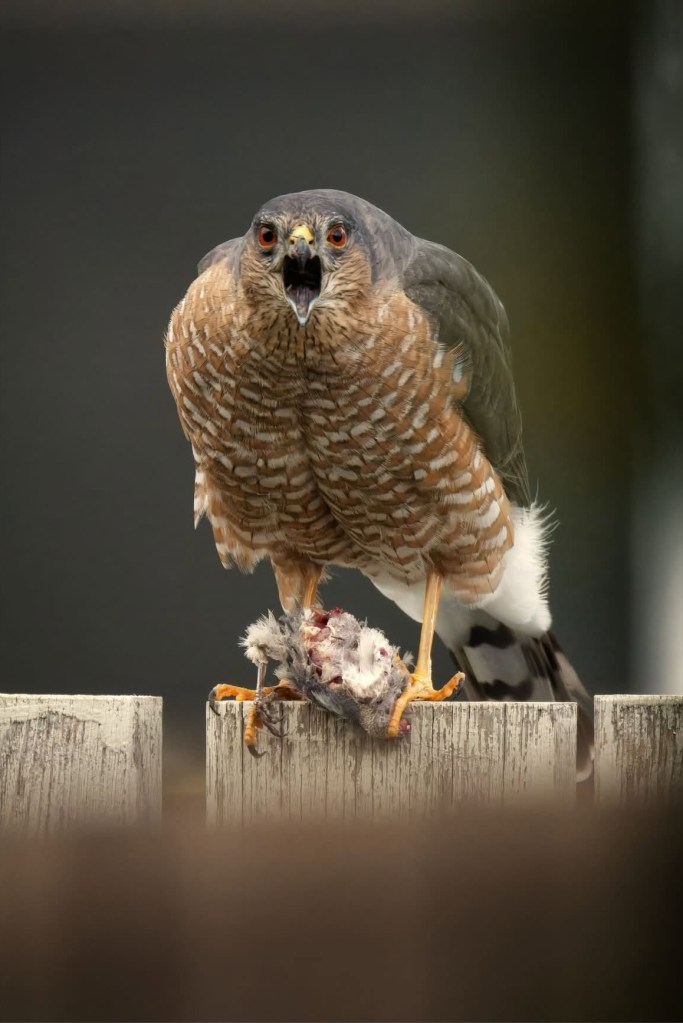 iN PHOTOS: Eat or be eaten is nature's way in Thompson-Okanagan | iNFOnews.ca