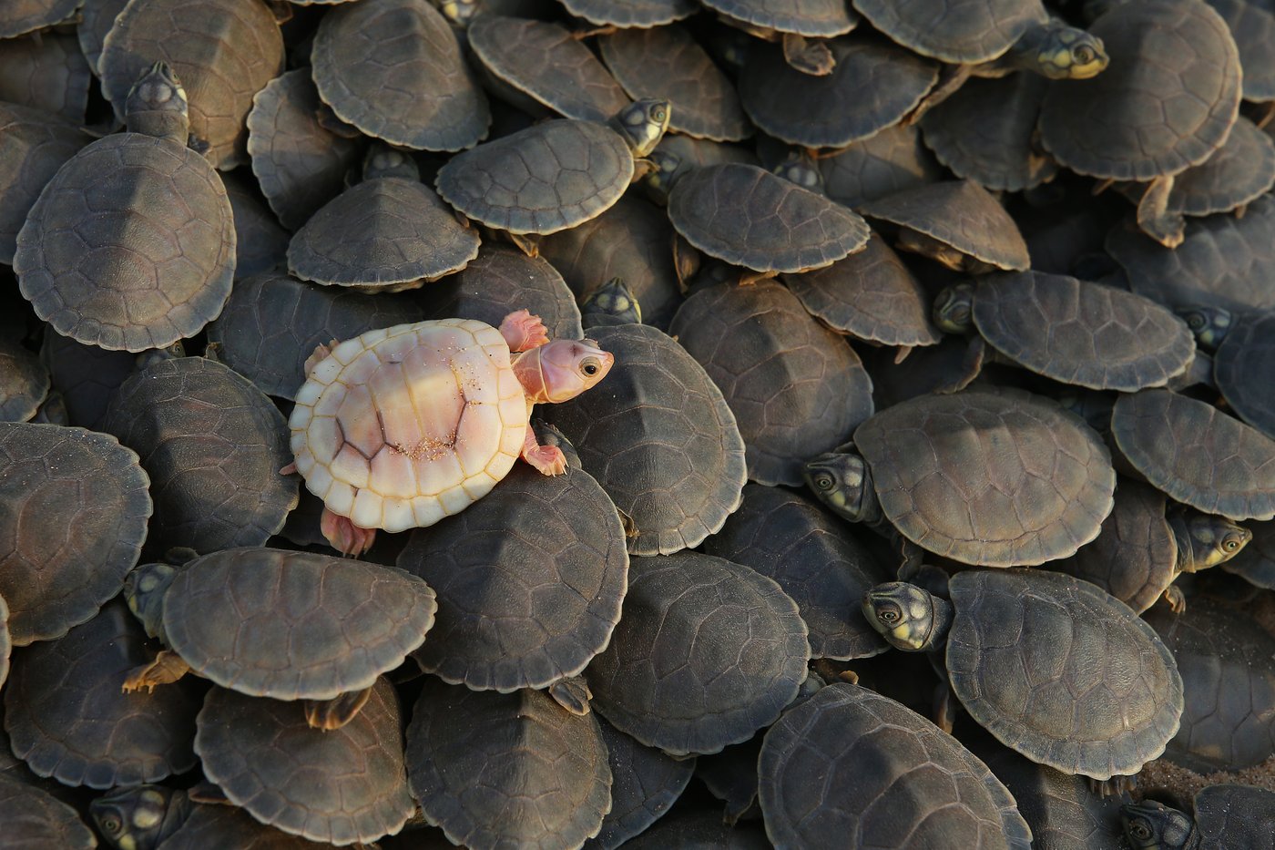 Photos show release of giant Amazon river turtle hatchlings in key Brazilian reserve | iNFOnews.ca