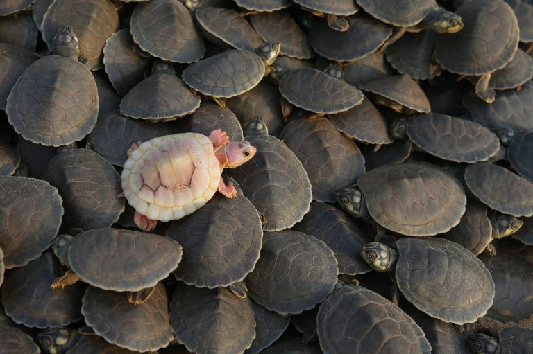 Photos show release of giant Amazon river turtle hatchlings in key Brazilian reserve | iNFOnews.ca