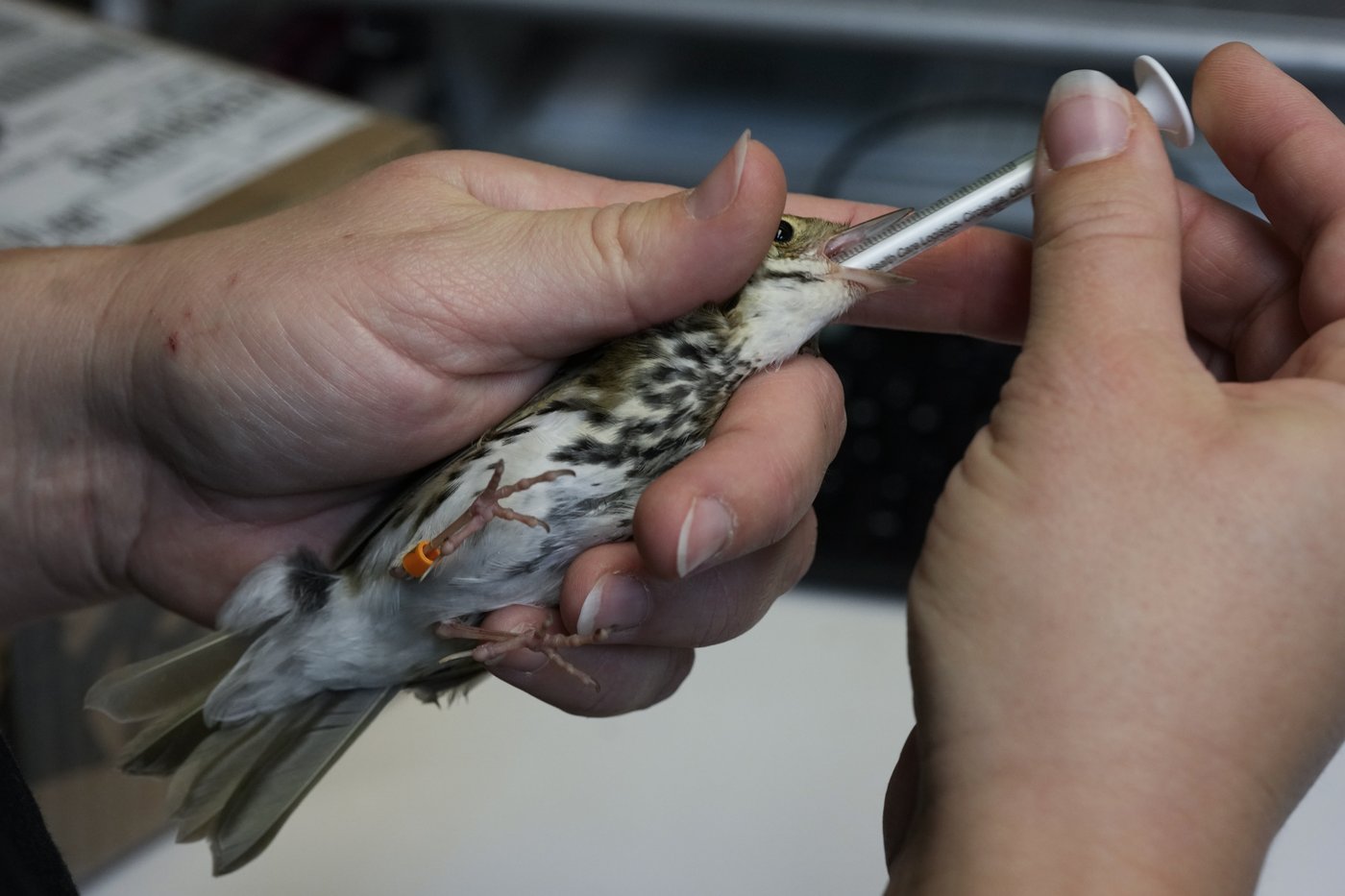 Avian enthusiasts try to counter the deadly risk of Chicago high-rises for migrating birds | iNFOnews.ca