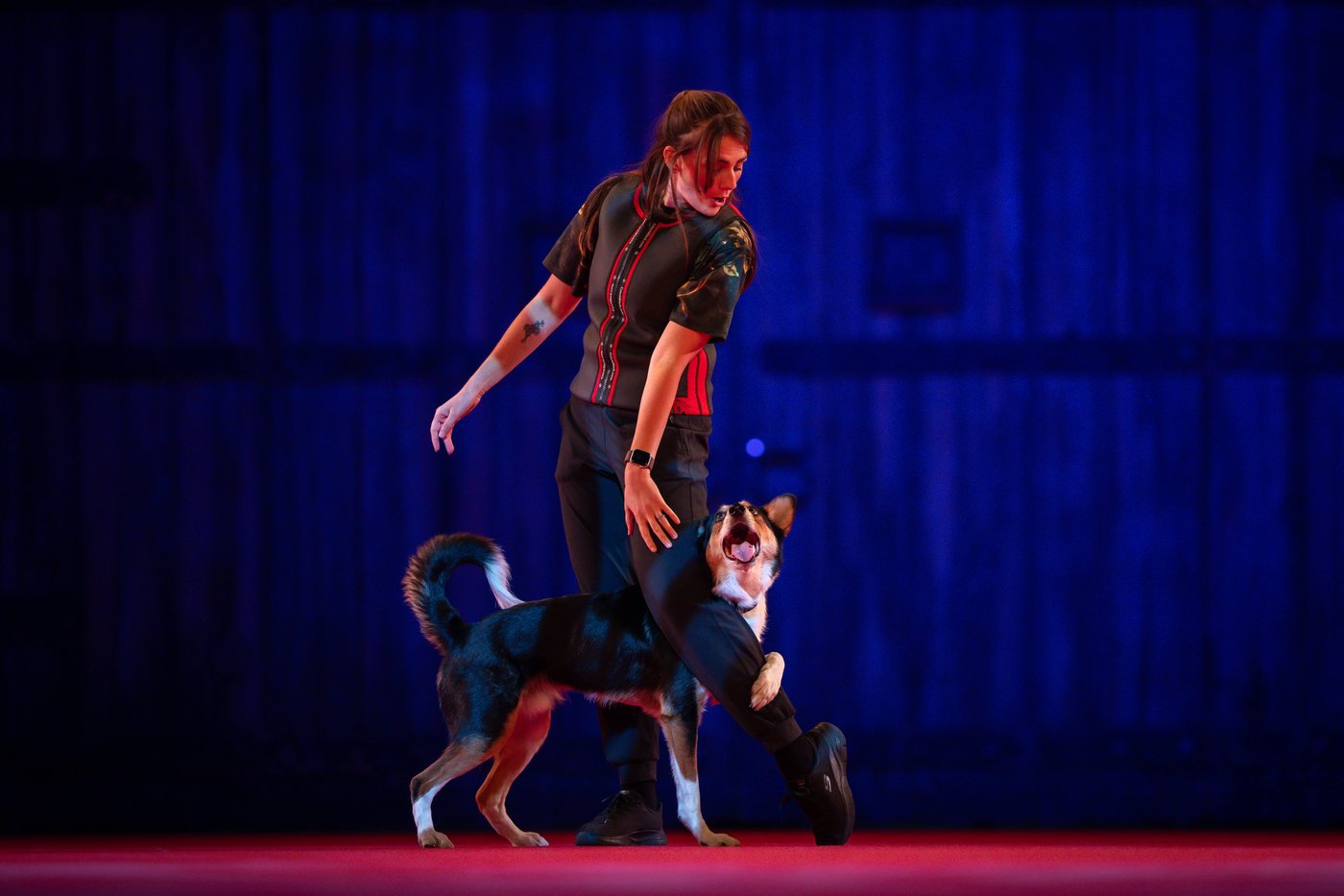 SuperDogs lap up the love, 50 years after being unleashed on adoring fans | iNFOnews.ca