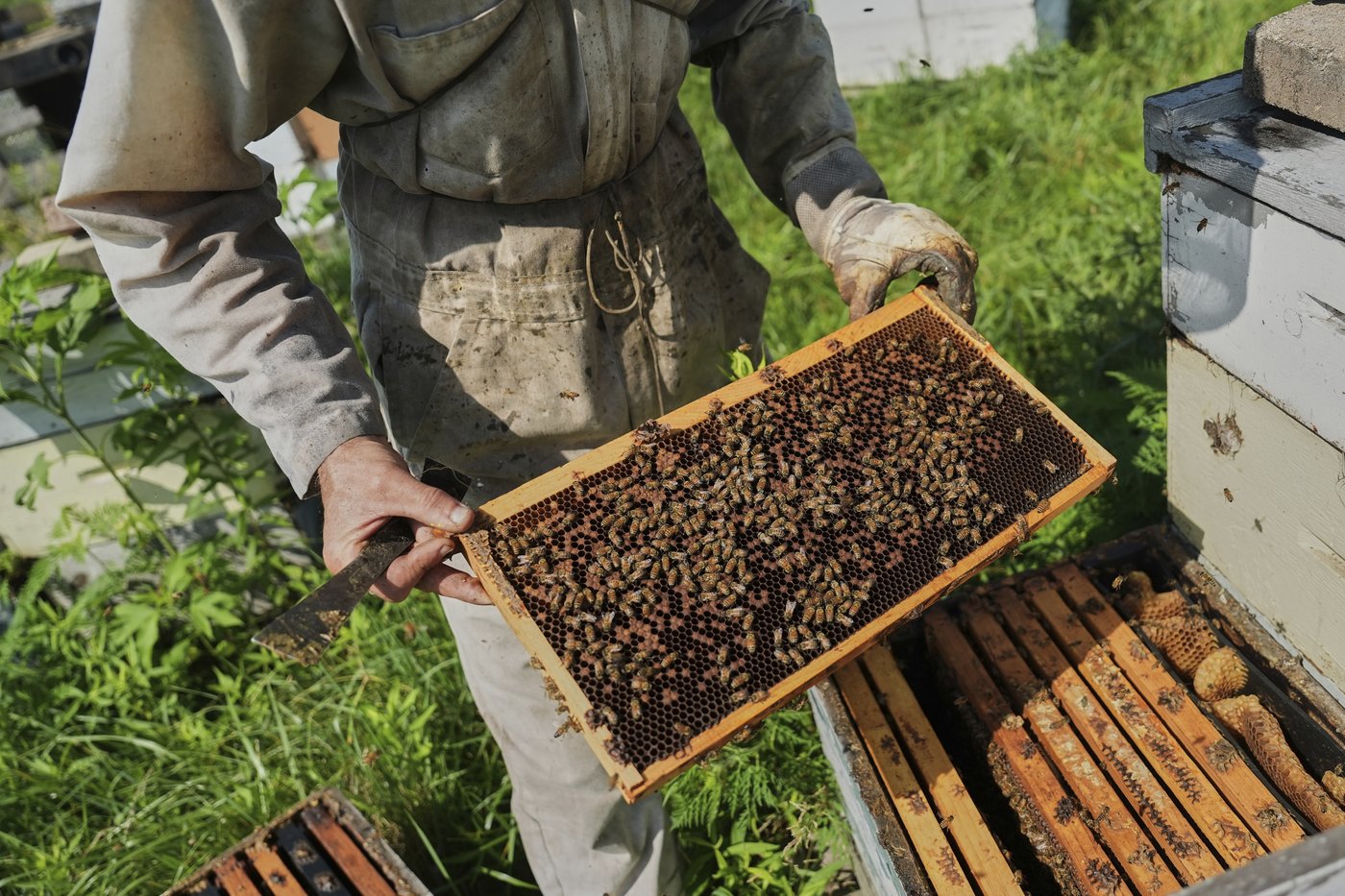 Bees have some ways to cope with a warming Earth, but researchers fear for their future | iNFOnews.ca Bees have some ways to cope with a warming Earth, but researchers fear for their future | iNFOnews.ca