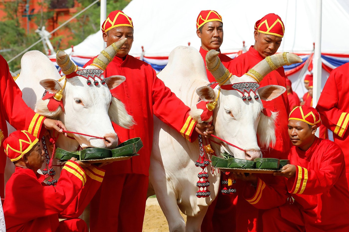 An elaborate centuries-old royal ritual in Thailand's capital predicts a good year for farmers | iNFOnews.ca An elaborate centuries-old royal ritual in Thailand's capital predicts a good year for farmers | iNFOnews.ca