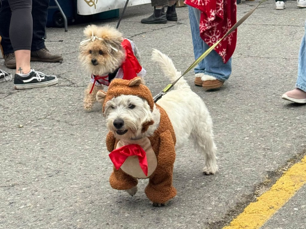 iN PHOTOS: Four-legged friends ready for Halloween in Thompson-Okanagan | iNFOnews.ca iN PHOTOS: Four-legged friends ready for Halloween in Thompson-Okanagan | iNFOnews.ca