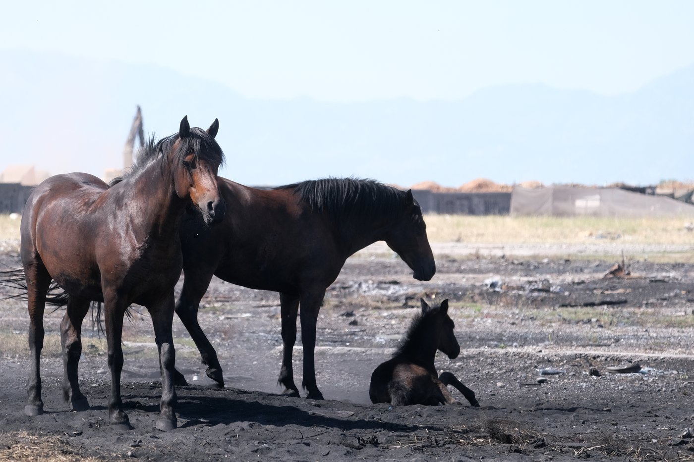 Animal welfare activists in Montenegro worry about horses in Europe's scorching heat | iNFOnews.ca Animal welfare activists in Montenegro worry about horses in Europe's scorching heat | iNFOnews.ca