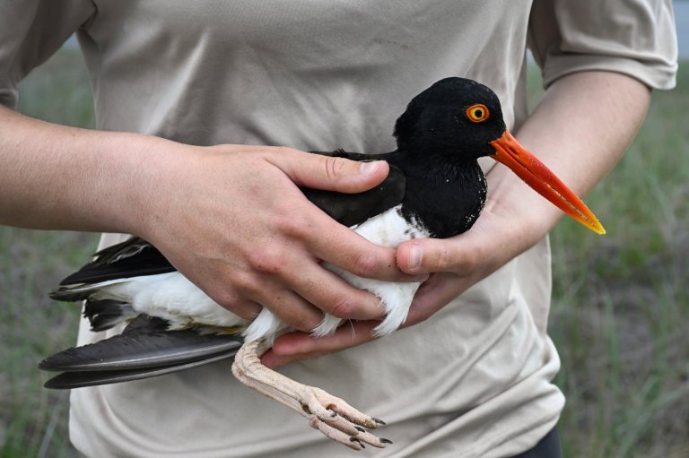 Oystercatchers, known for sharp bills and beady eyes, are making a comeback thanks to conservation | iNFOnews.ca