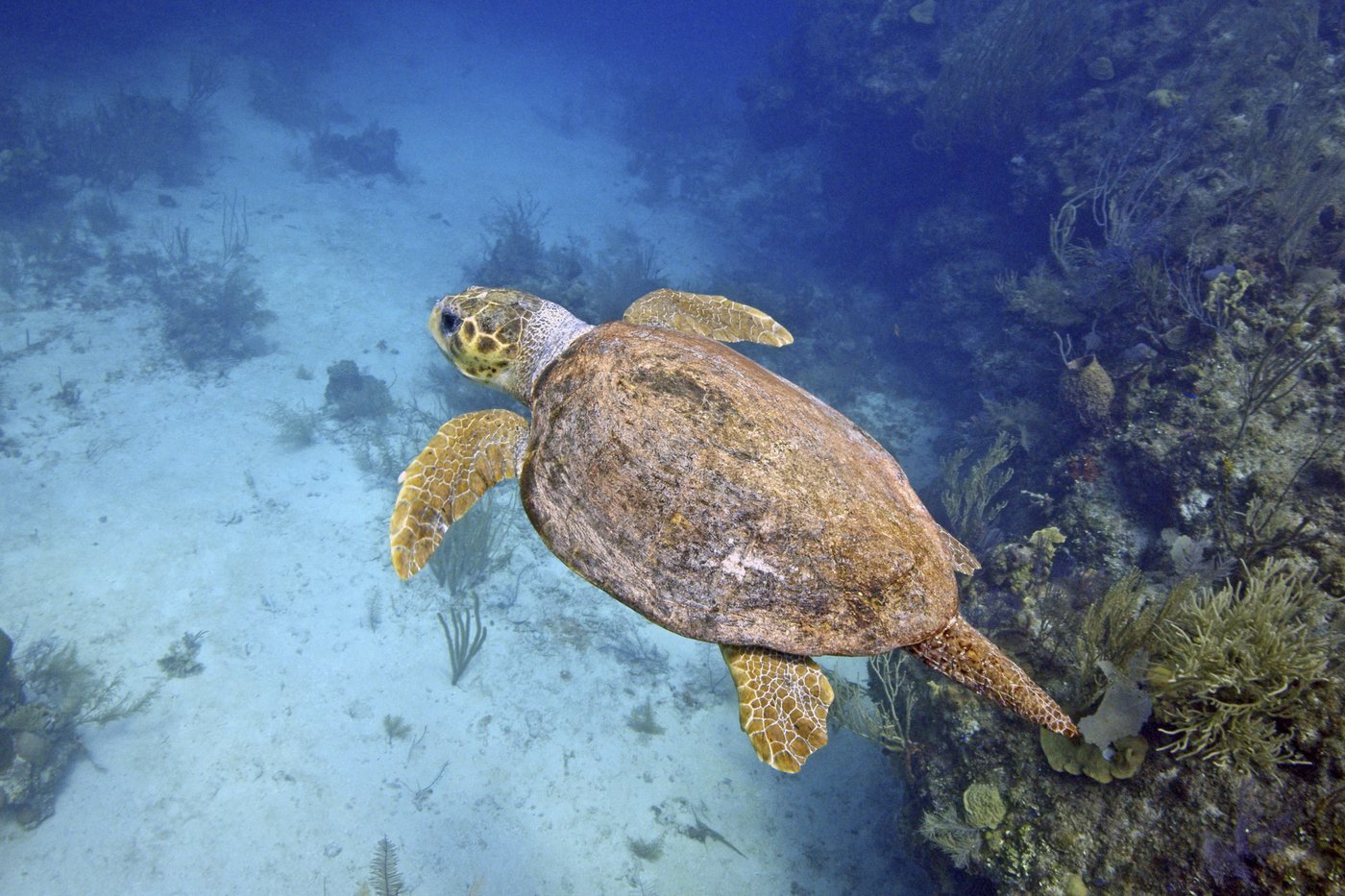 Endangered sea turtle populations show signs of recovery in more than half the world, survey finds | iNFOnews.ca