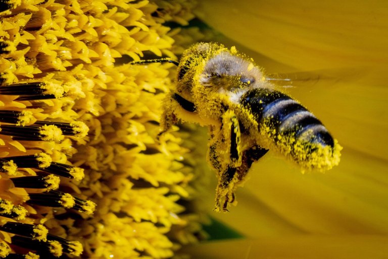 Meet neffy: Health Canada approves epinephrine nasal spray for anaphylaxis | iNFOnews.ca