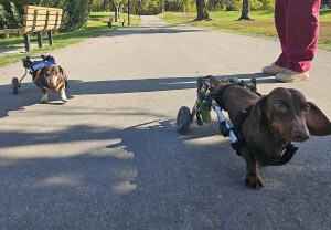 Two brown dachshunds with their backends attached to wheels walk on a concrete pathway in a park.
