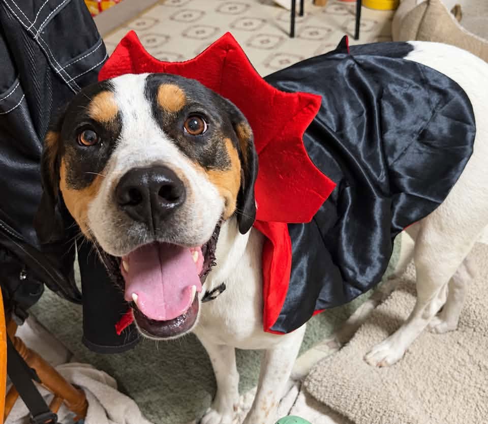 A dog wearing a Dracula costume has its tongue out.