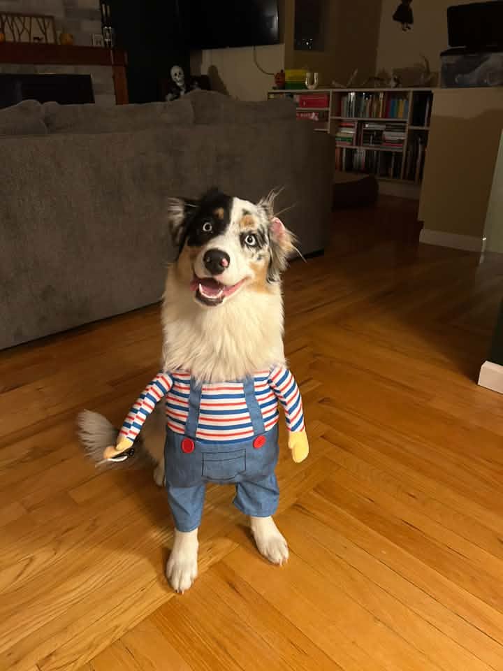 iN PHOTOS: Four-legged friends ready for Halloween in Thompson-Okanagan | iNFOnews.ca iN PHOTOS: Four-legged friends ready for Halloween in Thompson-Okanagan | iNFOnews.ca