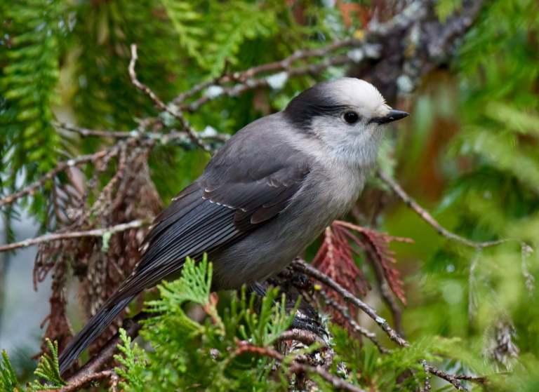 A Canada jay perches in cedar leaves.