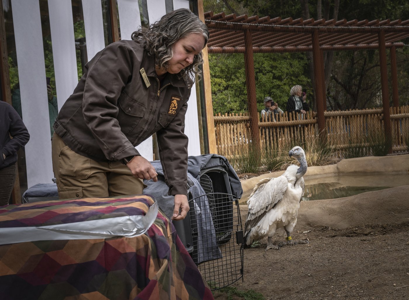 Cape vultures are swooping into a new exhibit at the Los Angeles Zoo | iNFOnews.ca