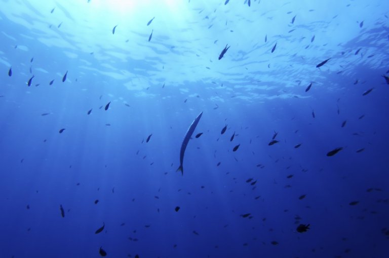 A primer on what the high seas treaty is and how it will work | iNFOnews.ca