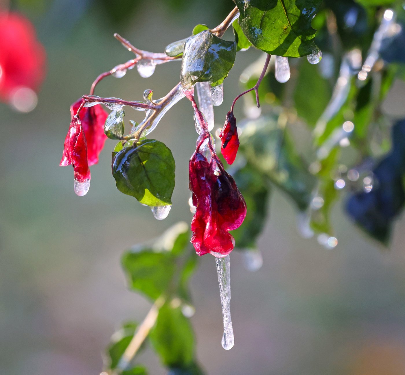 Southern US enters a second week of biting cold and prolonged outages | iNFOnews.ca