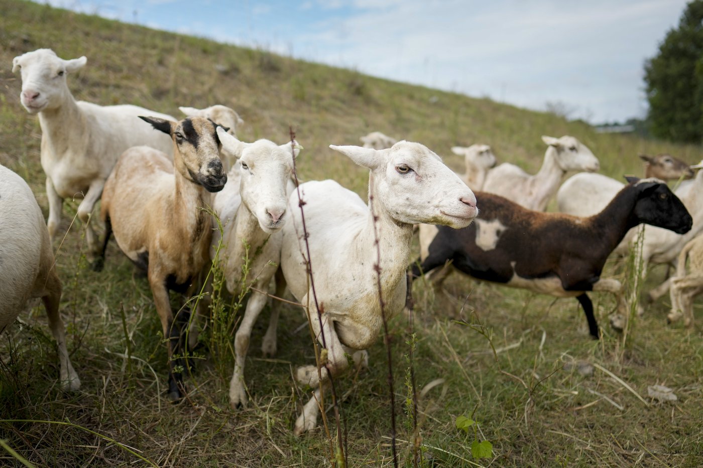 Cities are using sheep to graze in urban landscapes and people love it | iNFOnews.ca